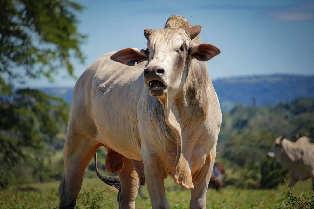 Rebanho bovino em Vilhena sofre queda em 2024 na comparação com 2023, veja evolução histórica