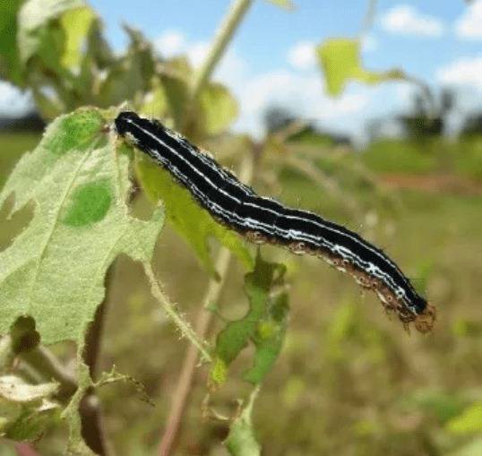 Lagarta-militar: ataque sem precedentes destrói pastagens em Vilhena e causa prejuízos a pecuaristas; agrônomos comentam causas