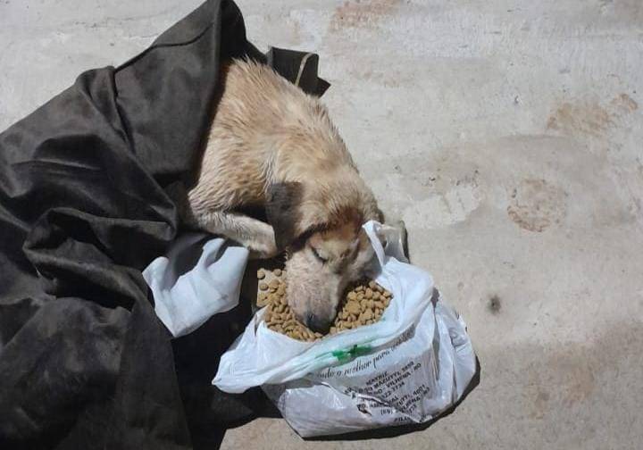 VIDEO: cadela fraca e desorientada vaga por esgoto até ser resgatada por populares; animal precisa de um lar