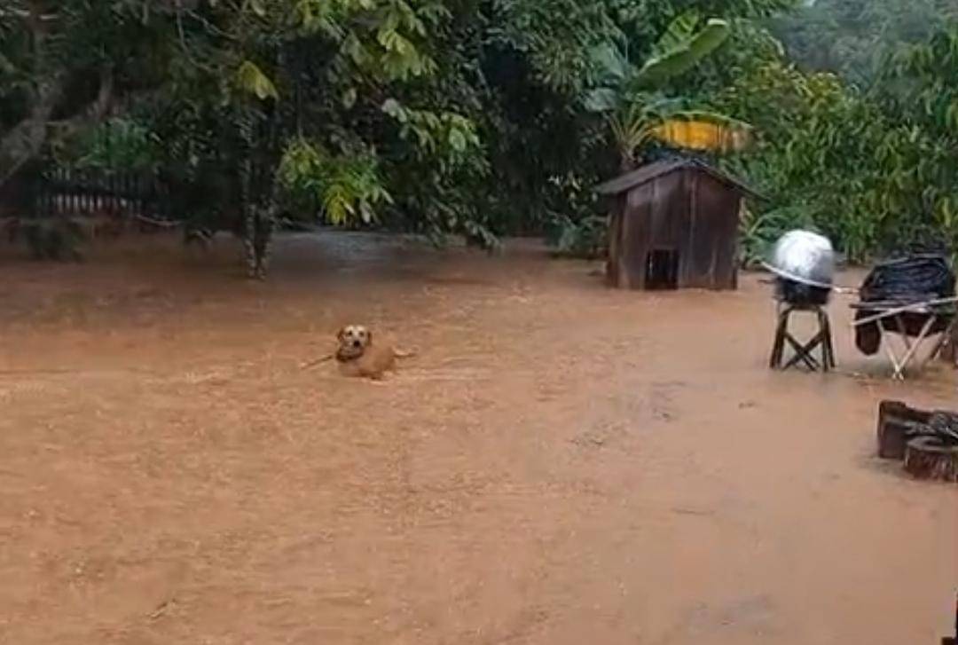 Veja vídeos: chuva forte alaga casas e animal precisa ser resgatado em Colorado do Oeste