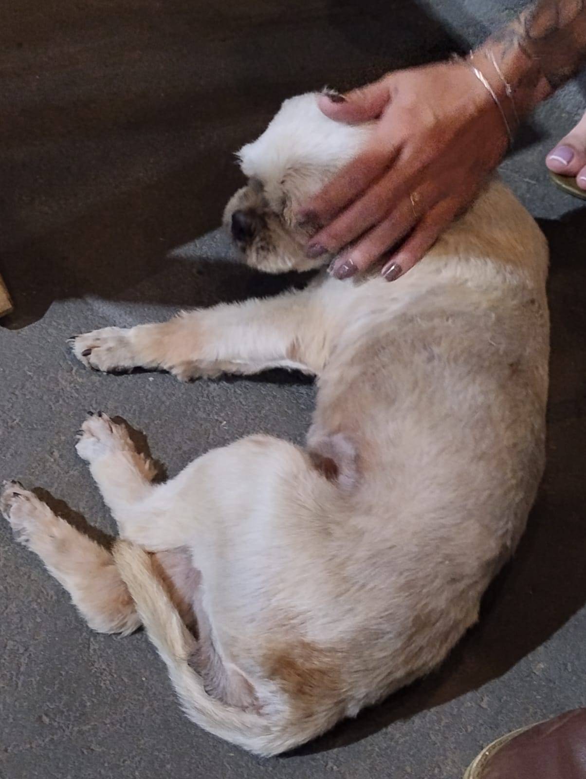 Motorista de caminhonete atropela cachorrinha em frente a cervejaria e foge: clientes resgatam e tratam animal, que reencontra seu dono