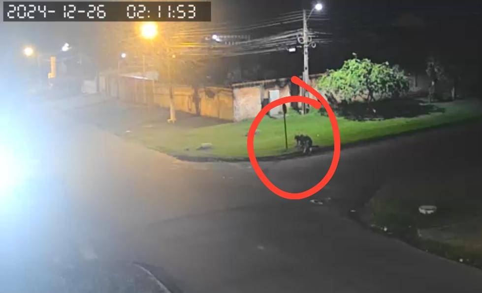 IMAGENS FORTES: câmeras de segurança flagram momento em que homens armados com facões atacam rapaz, em Cacoal