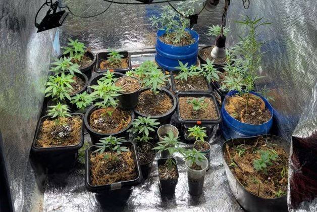 Em cidade de Rondônia, polícia apreende mais de 20 pés de maconha e prende dono da plantação