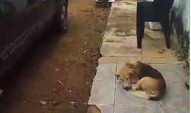 Cachorro alerta dono, que abre porta e encontra corpo na varanda de casa, em Vilhena; venezuelano foi esfaqueado em bar