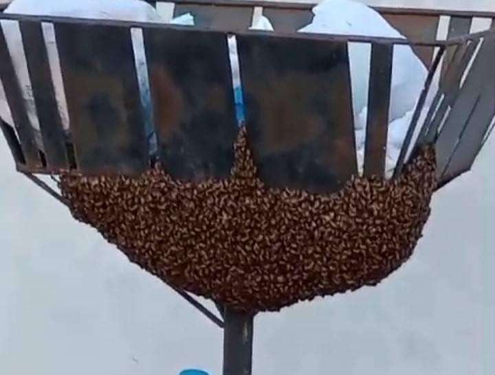 ASSISTA VÍDEO: apicultor critica envenenamento de milhares de abelhas em Vilhena e alerta para crime ambiental