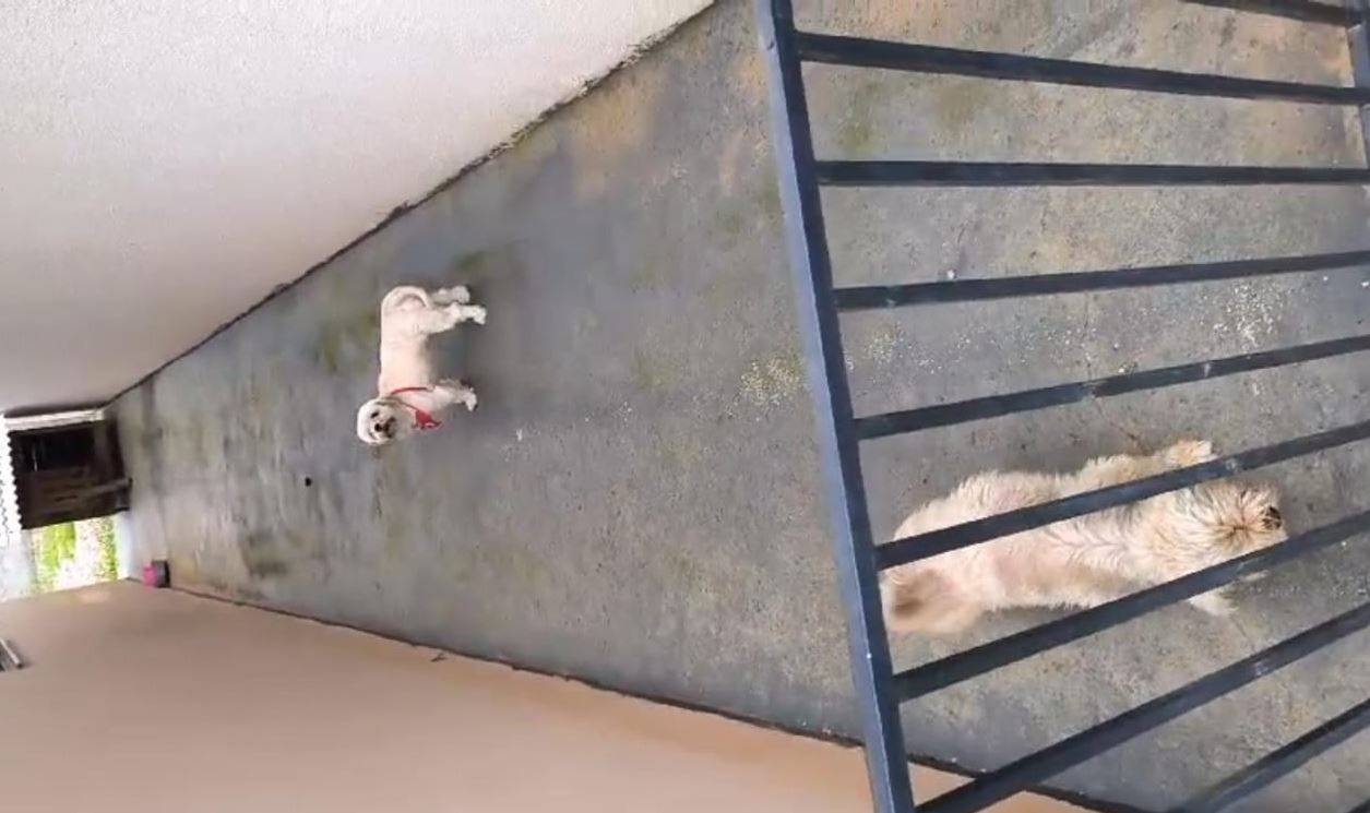 Ex-vereador que será secretário de Meio Ambiente em Vilhena acompanha resgate de cãezinhos que sofriam maus tratos