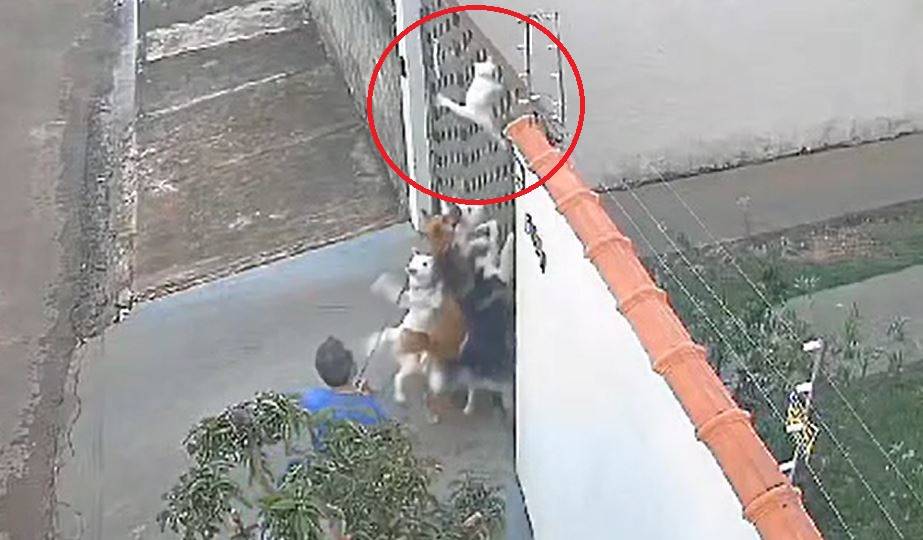 VÍDEO CHOCANTE viraliza e Polícia Civil prende em flagrante professor que deixou seus cachorros matarem gato em cidade vizinha