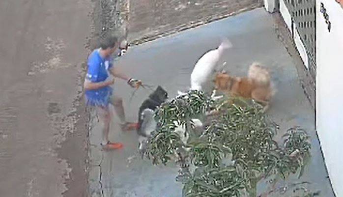 Juiz manda soltar professor que deixou seus cães matarem gato em cidade de MT, mas fixa fiança de R$ 10 mil; caso viralizou no Brasil