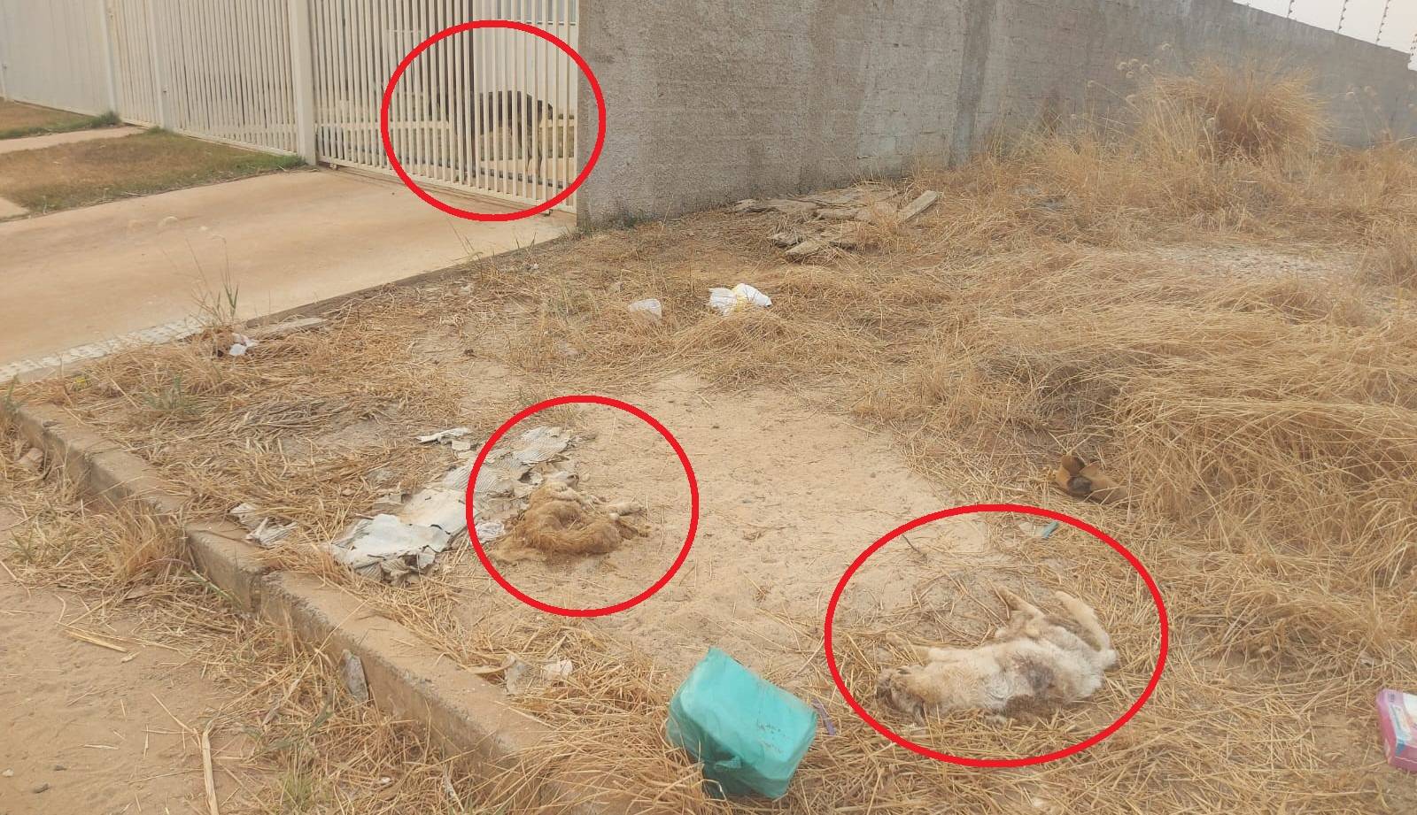 Matança de gatos vira caso de polícia, em Vilhena; “cadela assassina” seria ameaça para alunos de creche municipal