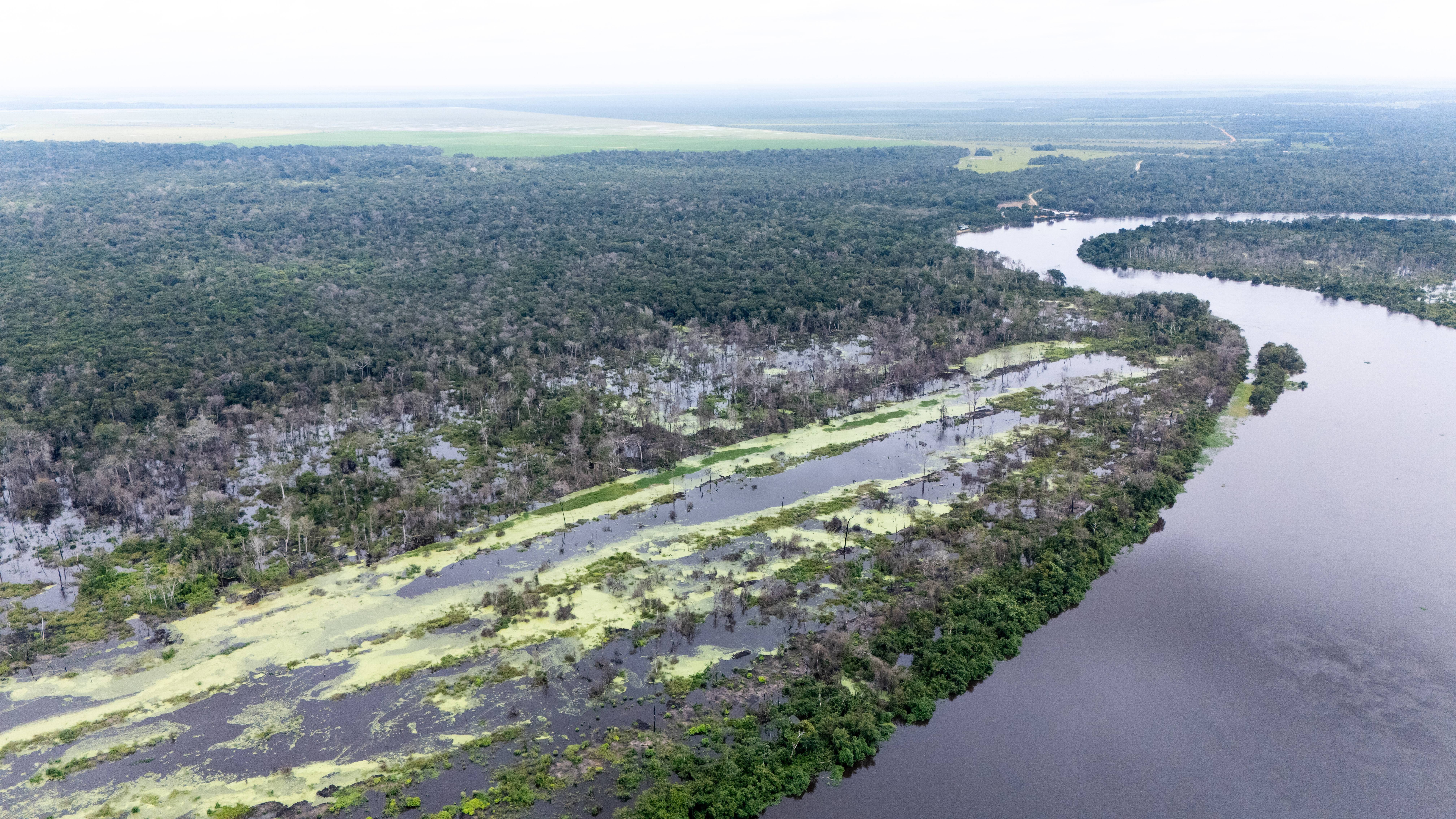 36 mil mudas nativas são plantadas em primeira etapa do projeto de recuperação de áreas queimadas em Pimenteiras do Oeste (RO)