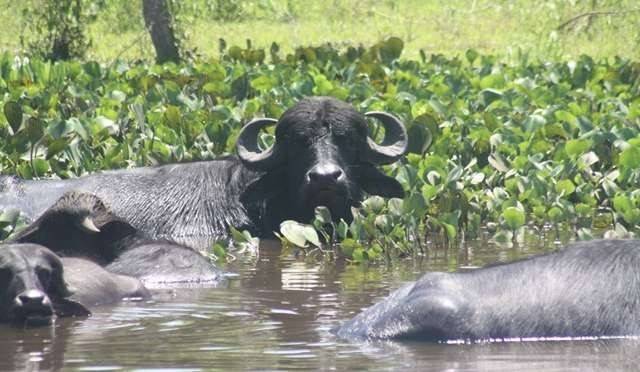 “Gigantes Gentis do Guaporé”: número de búfalos selvagens que o MPF quer abater em Rondônia pode ter sido exagerado