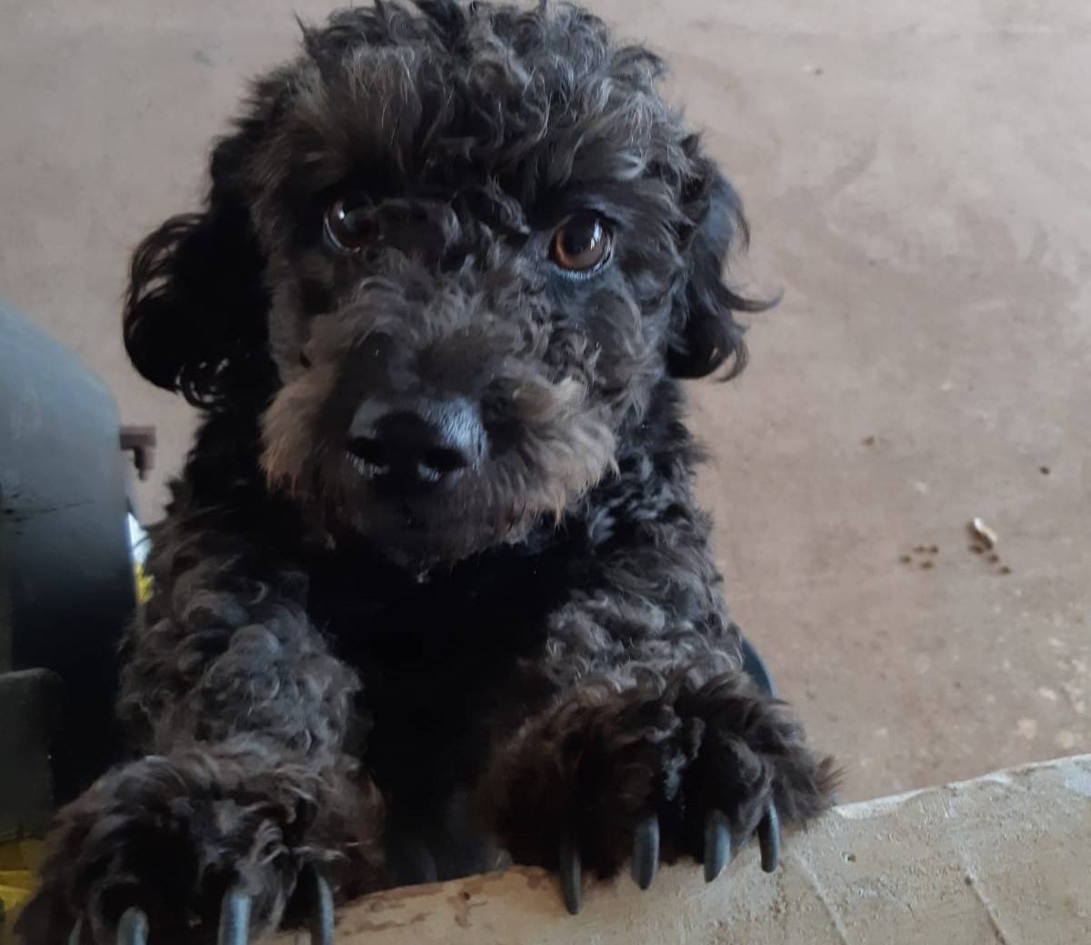 ASSISTA VÍDEO: supostamente atacada por cobra venenosa em Vilhena, cachorrinha morre antes de chegar até o veterinário