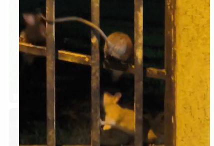 ASSISTA VÍDEOS: chacareiros denunciam infestação de ratos em abrigo de cães, em Vilhena, e entidade se manifesta