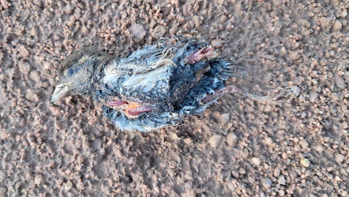 Passarinho morre eletrocutado após explosão em transformador e deixa dois bairros sem energia elétrica, em Vilhena