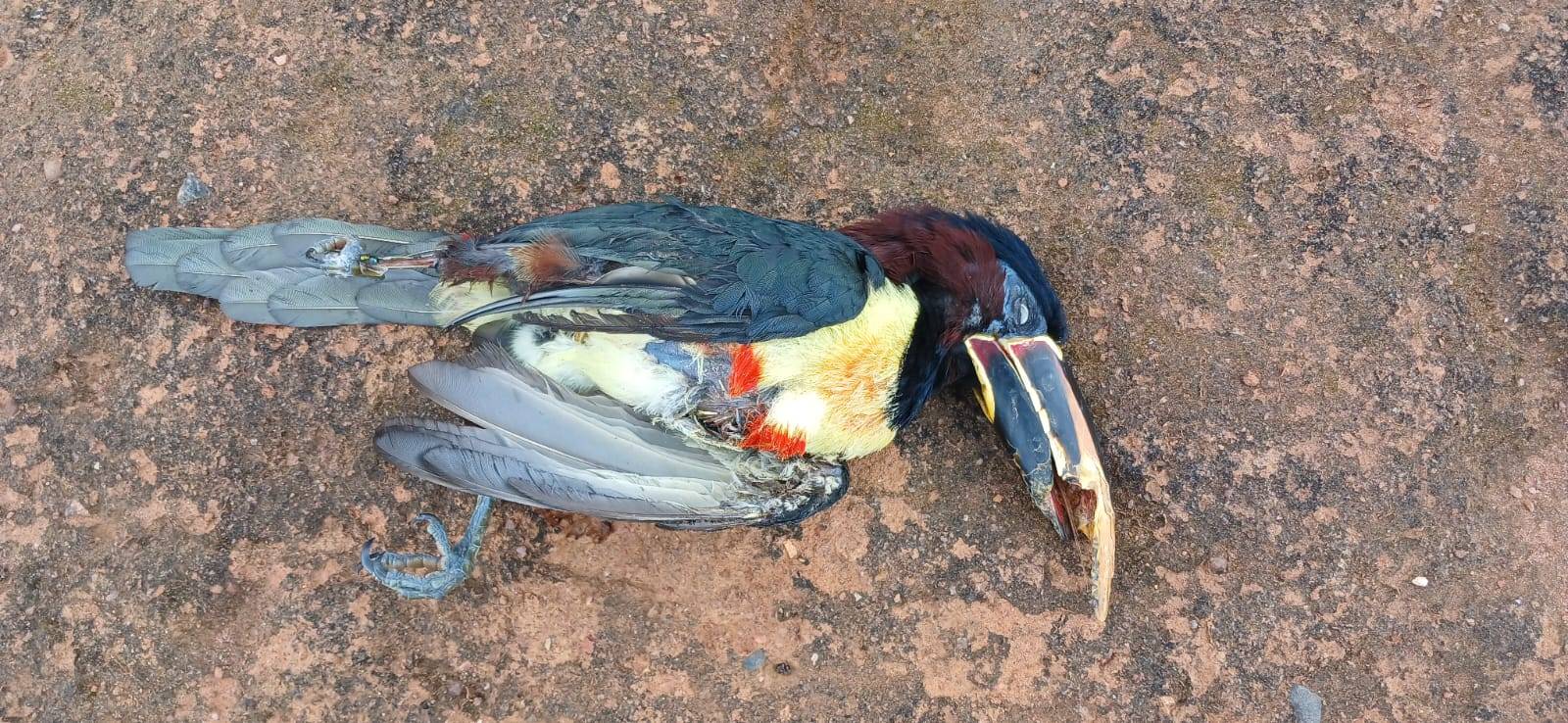 Após Anu provocar apagão em Vilhena, tucano morre eletrocutado e deixa bairro de Cerejeiras sem energia por várias horas