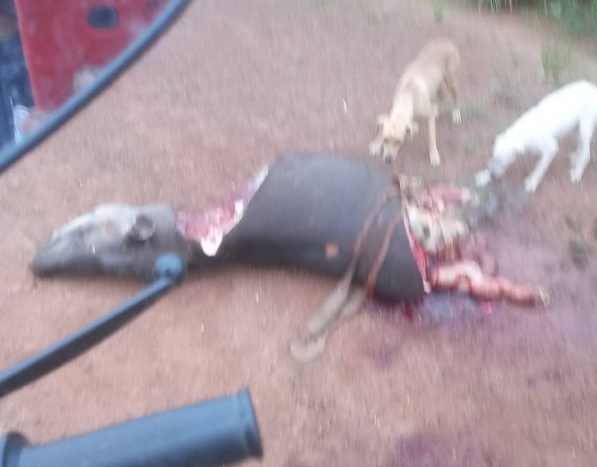 Viralizam em grupos no WhatsApp imagens de anta abatida e com membros arrancados nas proximidades de Vilhena