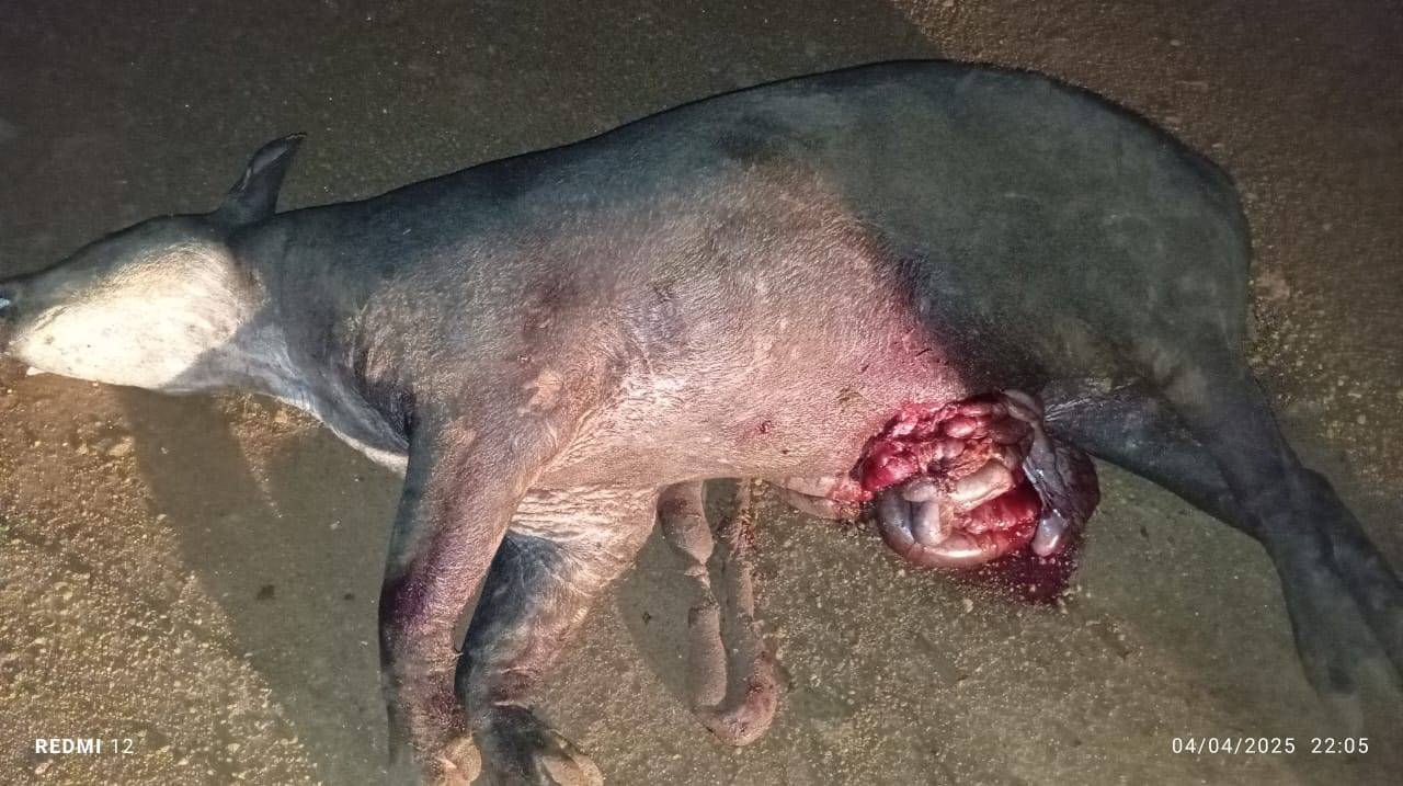 Nova fotografia indica que anta encontrada com patas arrancadas em rodovia próxima a Vilhena teria morrido atropelada