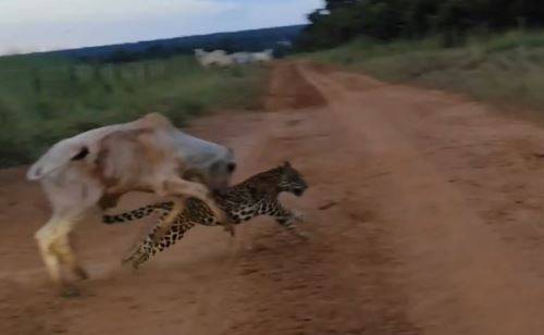 ASSISTA: viraliza vídeo gravado em Estado vizinho e que mostra homem espantando onça que já estava com bezerro na boca