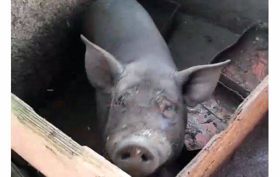 Empresa cria porco e cabrito em meio à sujeira, em Vilhena; moradores tentam denunciar, mas Vigilância não atende ligações