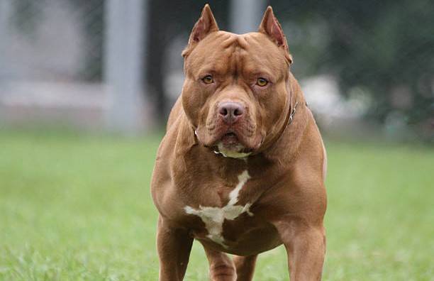 Cão da raça pit bull foge de quintal e ameaça moradores em bairro de Vilhena; Polícia Militar é acionada