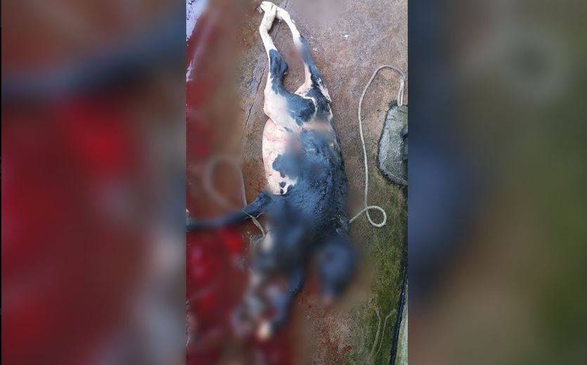 ASSISTA VÍDEO: bezerra nasce com 2 cabeças e rabo bipartido em cidade do interior de Rondônia e imagens viralizam