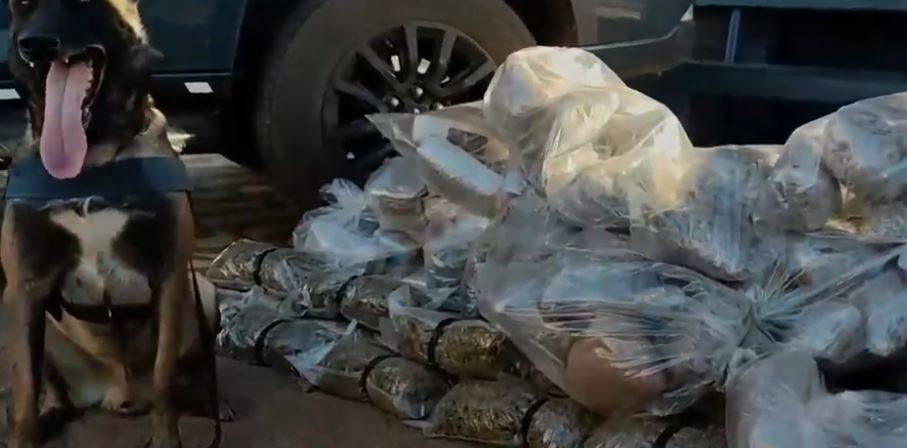 Homem preso esta semana com 84 kg de “supermaconha” em rodovia de MT é motorista em prefeitura do Cone Sul de Rondônia