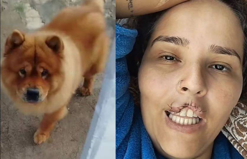 Saiba qual foi o destino de cachorro da raça chow-chow que arrancou lábio de mulher em cidade de Rondônia