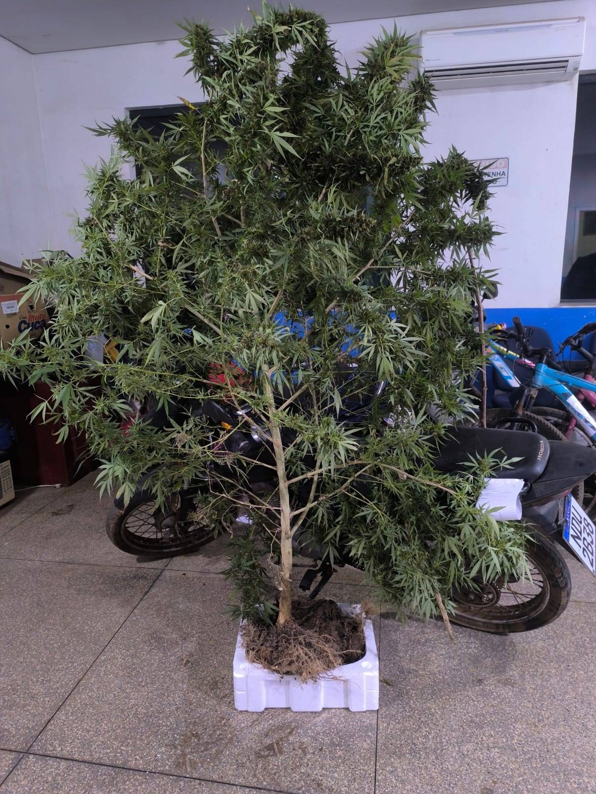 Na mesma noite, polícia apreende pé de maconha gigante e casa de traficante sofre ataque a tiros de pistola, em Vilhena