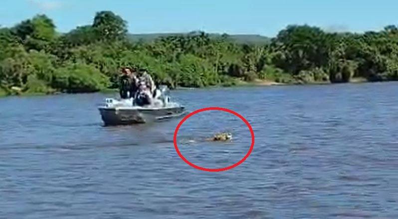 ASSISTA VÍDEOS: grande onça pintada encanta turistas ao atravessar nadando trecho do rio Guaporé no Cone Sul de Rondônia
