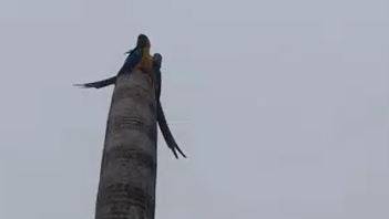 ASSISTA VÍDEO: casal de araras que encantava os vilhenenses no centro da cidade já pode ser visto em outro endereço