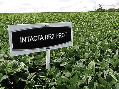 Em “guerra judicial” por semente patenteada, produtores de soja de MT podem receber R$ 10 bilhões de multinacional do agro