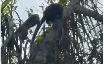 ASSISTA VÍDEOS: moradores filmam animais buscando abrigo após faixa de mata ser derrubada dentro da área urbana, em Vilhena