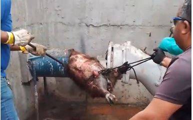 VÍDEO de capivara morta em tubulação de água do SAAE viraliza em Vilhena, mas FOLHA mostra que fato aconteceu em cidade de SP