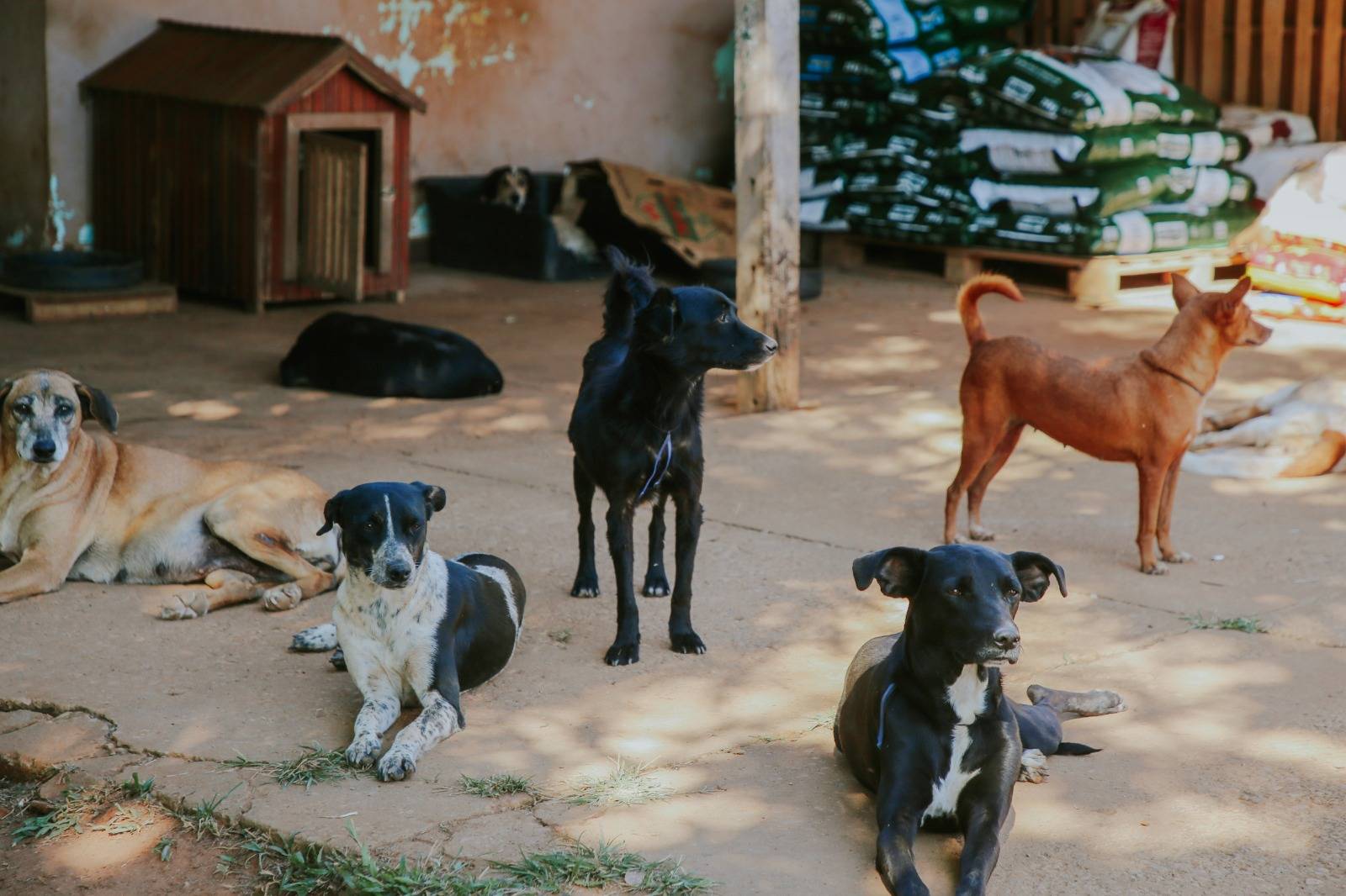 Após intervenção em ONG, prefeitura de Vilhena garante ração, xampu e veterinária para mais de 200 animais acolhidos pela entidade
