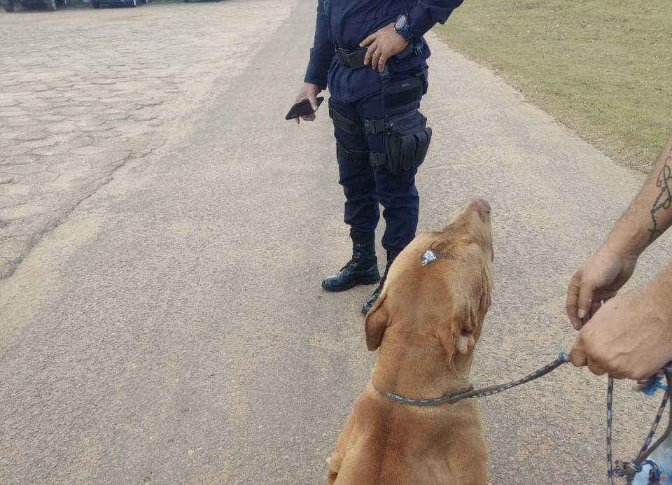 Polícia Militar resgata pit bull com sinais de maus tratos e aparentemente ferido a tiros próximo a área de mata, em Vilhena