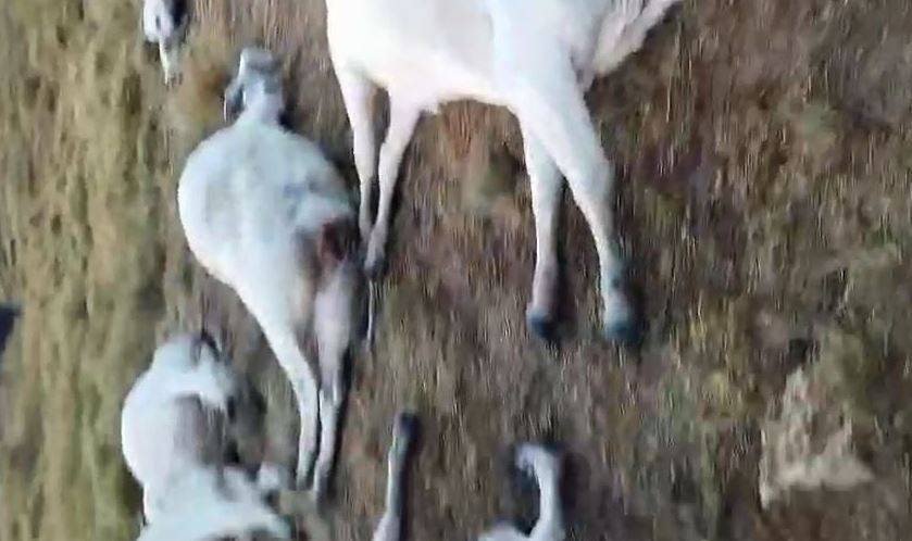 ASSISTA VÍDEO: queda de raio mata 16 animais em propriedade rural de Rondônia e imagens viralizam