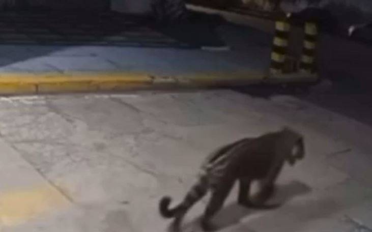 VÍDEOS: na segunda maior cidade de RO, imagens de onça rondando condomínio viralizam e vereadora-veterinária alerta moradores