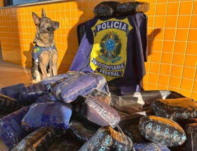 Homem e a garota que haviam saído de Rondônia com 50 kg de “supermaconha” dentro de ônibus são flagrados em rodovia de MT