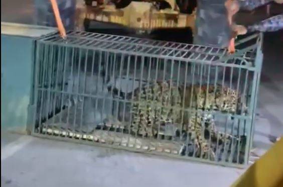 ASSISTA VÍDEO: onça que aterrorizava cidade de Rondônia é capturada após Bombeiros instalarem armadilha; imagens viralizam