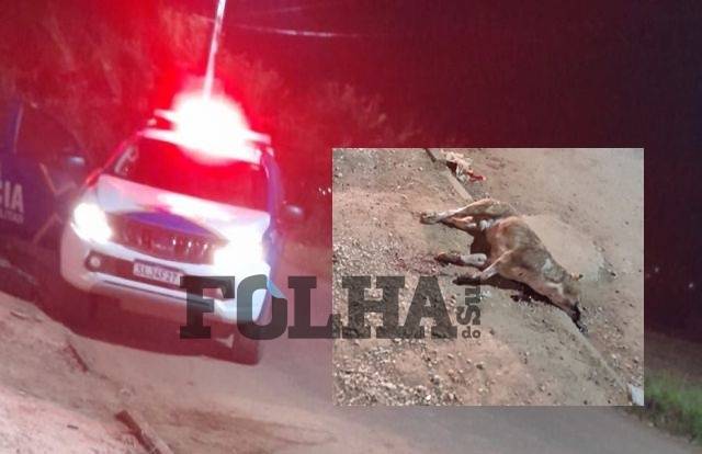 Após atacar outros animais e matar gato de vizinha em bairro de Vilhena, pit bull é abatido a tiros por policiais militares