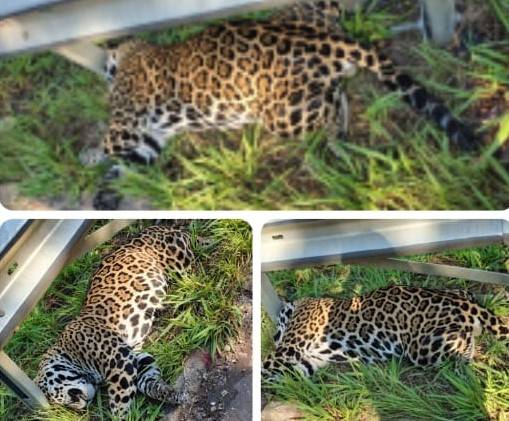 Polícia Ambiental recolhe corpo de onça pintada que morreu atropelada em rodovia que liga Vilhena a Colorado do Oeste