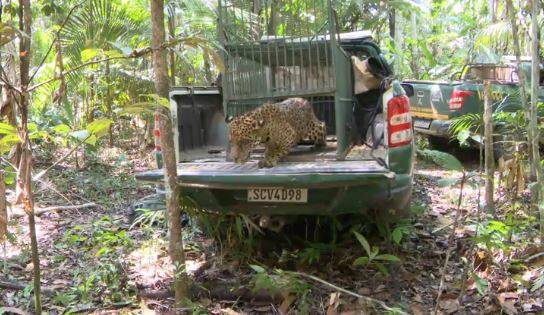 Onça-pintada resgatada após tentar invadir condomínio em cidade de Rondônia é solta em floresta preservada