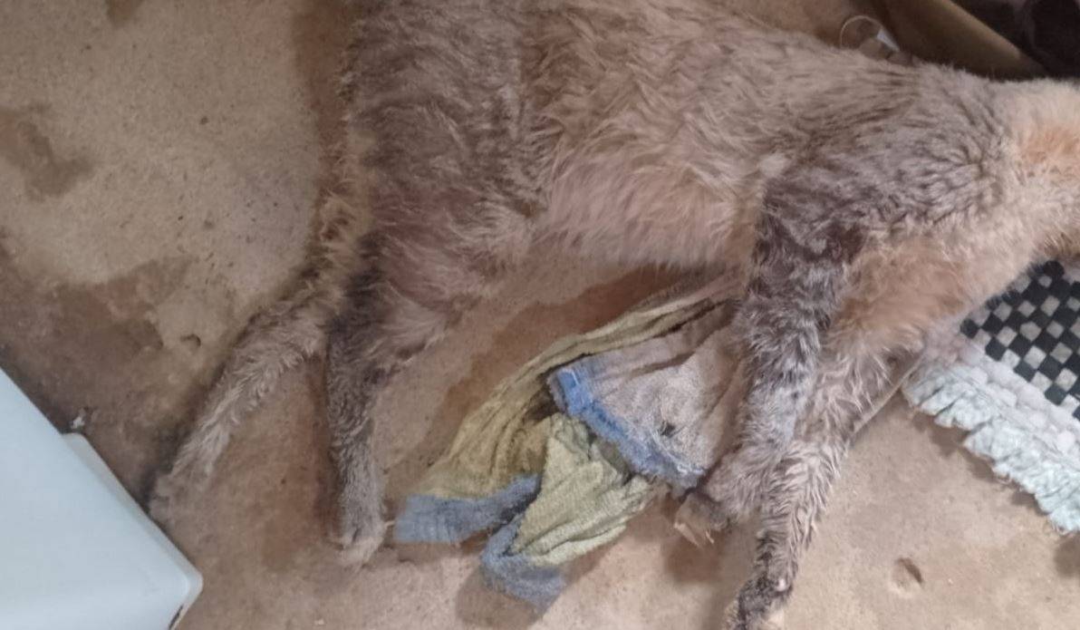 ASSISTA VÍDEO: após chegar em casa, em Vilhena, e encontrar gatos envenenados, autônoma diz que vai registrar queixa na polícia