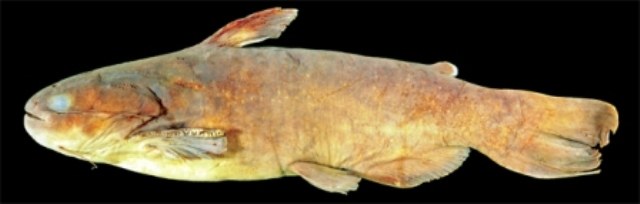 Nova espécie de peixe encontrada no Mato Grosso é catalogada cientificamente