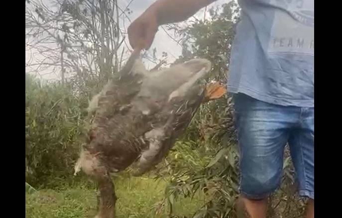 ASSISTA VÍDEOS: ataques de cachorros deixam mais de 100 aves mortas, imagens chocam e chacareiros se revoltam, em Vilhena