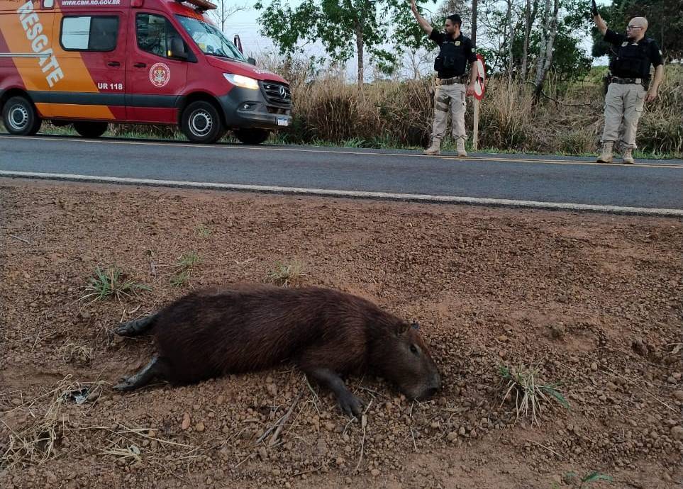 PRF e Bombeiros são mobilizados após motociclista atingir capivara e sofrer queda na BR 435, entre Colorado do Oeste e Cerejeiras