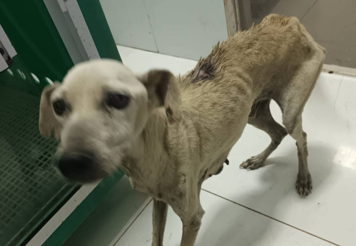 VÍDEOS COMOVENTES: voluntários resgatam cães em chácara onde idoso tinha deixado cadela “para morrer” em Colorado do Oeste