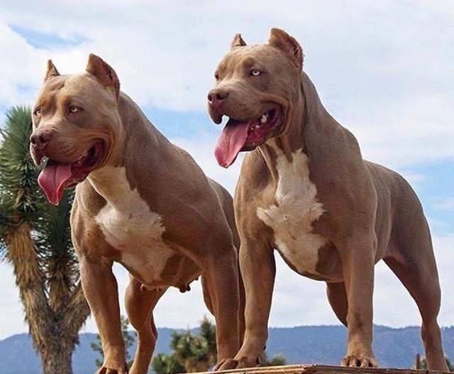 Cães da raça pit bull escapam do quintal, avançam contra outros animais na rua em bairro de Vilhena e Polícia Militar é mobilizada