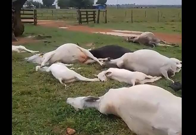 ASSISTA VÍDEO: outro temporal assustador provoca a morte de mais de 20 animais; rebanho foi eletrocutado em cidade de Rondônia