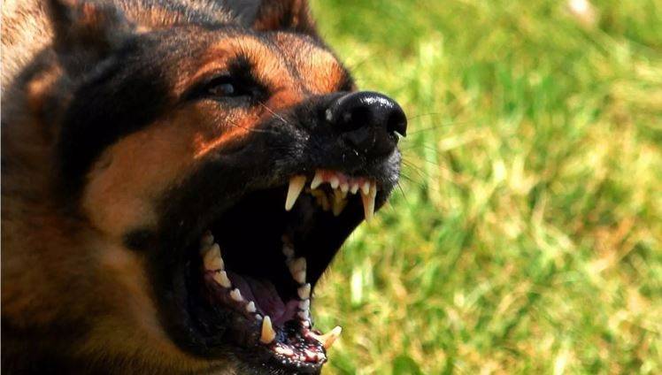 Guarnição da Polícia Militar é acionada após cachorro de vizinho atacar adolescente de 15 anos, em Vilhena